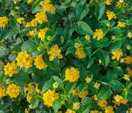 Beautiful view of West Indian Lantana, Colorful Flowers Lantana camara, or big-sage, a species of colorful flowers. Yellow flowers and green leaves. Floral natural background.