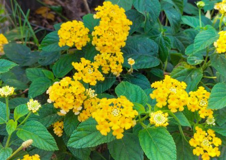 Hermosa vista de Lantana de las Indias Occidentales, Flores Coloridas Lantana camara, o gran salvia, una especie de flores de colores. Flores amarillas y hojas verdes. Fondo natural floral.