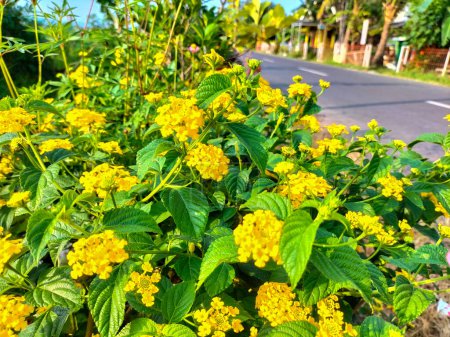 Beautiful view of West Indian Lantana, Colorful Flowers Lantana camara, or big-sage, a species of colorful flowers. Yellow flowers and green leaves. Floral natural background.