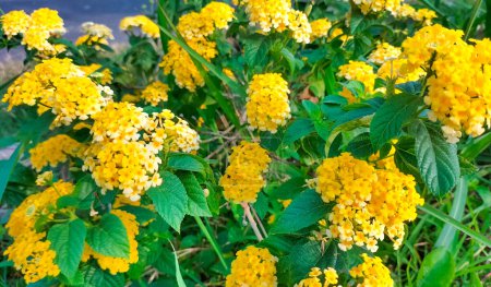 Close up. The view yelllow flower of West Indian Lantana, Colorful Flowers Lantana camara. Floral background.