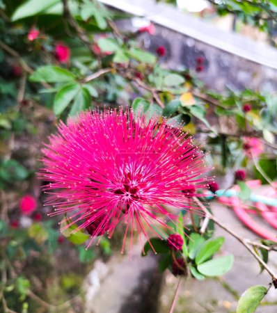 View of Red flowers of a plant with green leaves on a tree. Calliandra grandiflora, powder-puff, powder puff plant and fairy duster with green leaf in background in early hot summer day.