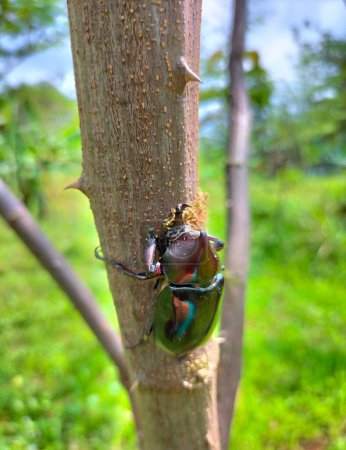Macro image of European rhinoceros beetle which climbs the branches of a tree. Close up of a large beetle on a beautiful natural background. Selective focus.