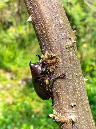 Macro image of European rhinoceros beetle which climbs the branches of a tree. Close up of a large beetle on a beautiful natural background. Selective focus.
