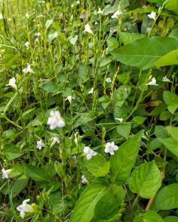 Beautiful white cuphea plant as background. Flowers blooms beautifully in garden.