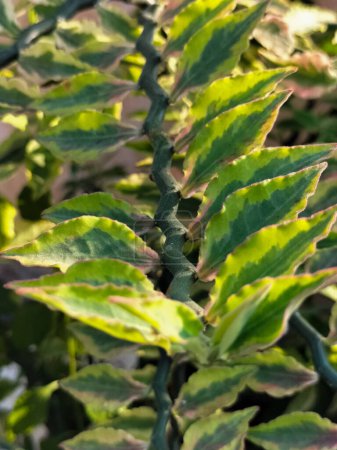 Selektiver Fokus. Hellgrüne Blätter des Teufelsrückgrats (Pedilanthus tithymaloides), auch Zickzackpflanze genannt. Zierpflanzen vor dem Haus.