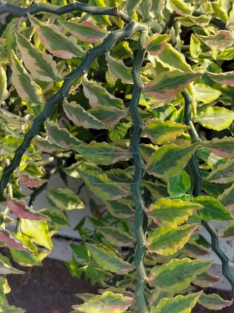 Foto de Enfoque selectivo. Hojas de color verde claro de la columna vertebral del diablo (Pedilanthus tithymaloides), también llamada planta zigzag. Plantas ornamentales frente a la casa. - Imagen libre de derechos