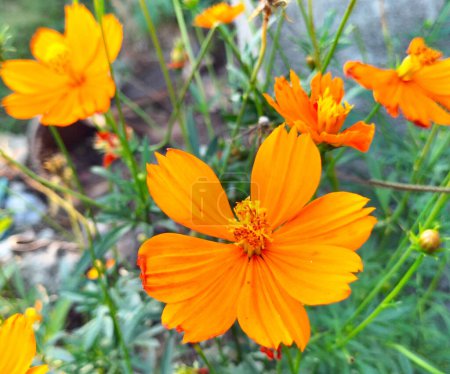 Orange flowers in the morning in rainy season. Cosmos Sulphureus, beautiful yellow flowers. Close-up.