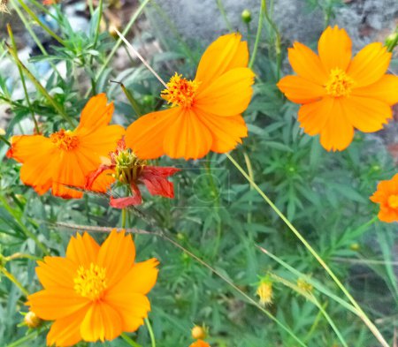 Orange flowers in the morning in rainy season. Cosmos Sulphureus, beautiful yellow flowers. Close-up.