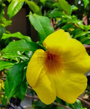 Beautiful flowers grow and bloom soothing the heart, yellow flower, close up.