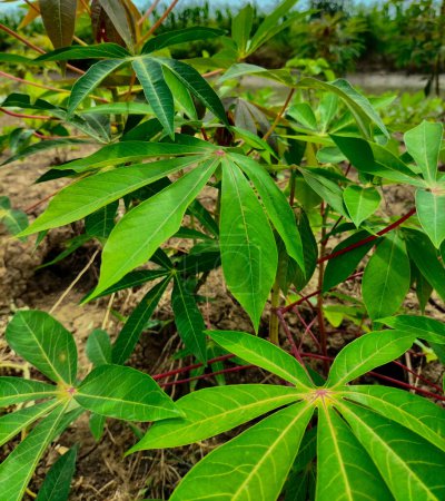 Green cassava leaves Close up photo.