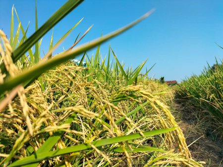Vista de cerca de los granos de arroz listos para cosechar. Granos saludables de arroz. Concepto de agricultura, agricultura urbana, seguridad alimentaria, estabilidad.