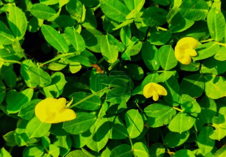 Enfoque selectivo. Arachis pintoi está creciendo y floreciendo amarillo. Geraldo Pinto, Pinto Peanut (Arachis Pintoi cv. Amarillo), Leguminosae-Papilionoideae.