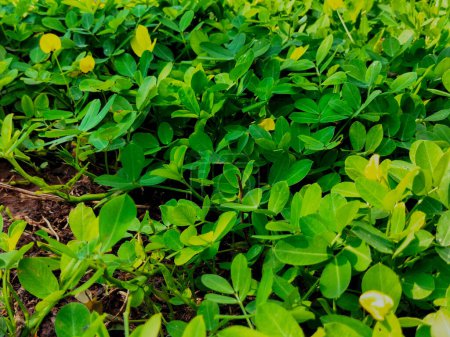Photo for Selective focus. Arachis pintoi is growing and blooming yellow. Geraldo Pinto, Pinto Peanut (Arachis Pintoi cv. Amarillo), Leguminosae-Papilionoideae. - Royalty Free Image
