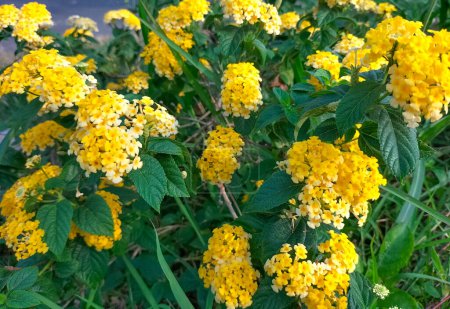 Close up. The view yelllow flower of West Indian Lantana, Colorful Flowers Lantana camara. Floral background.