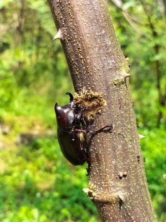 Selective focus. Photo of a black  beetle on the tree in yardback home.