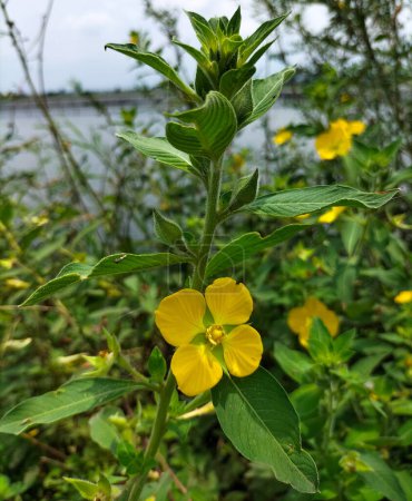 Photo of An aquatic, occasionally deciduous species of flowering plant belonging to the evening primrose family is called Ludwigia peruviana or with the common names Peruvian primrose-willow.
