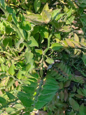 Foto de Vista de cerca de la planta de zigzag de concha marina. Pedilanthus tithymaloides árbol hoja planta verde en el jardín. - Imagen libre de derechos