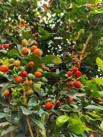 Closeup view of Murraya paniculata or Orange jessamine red fruits. Outdoor tropical plants with blurred background.
