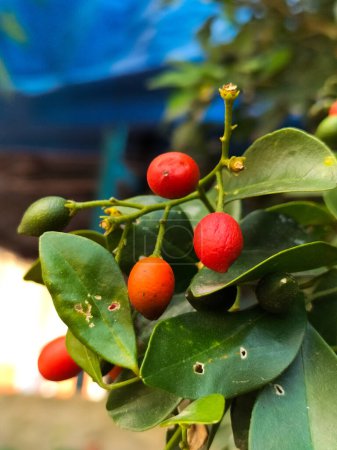 Vue rapprochée de Murraya paniculata ou de fruits rouges à la jessamine orange. Plantes tropicales de plein air avec fond flou.