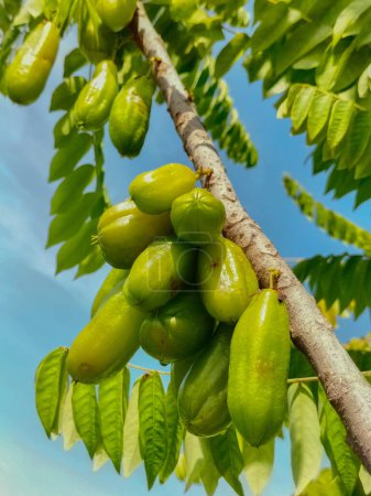 Bilimbi Früchte auf Baum in gaden. Frucht, die sauer schmeckt, aber aus Indonesien sehr nützlich ist. Selektiver Fokus.