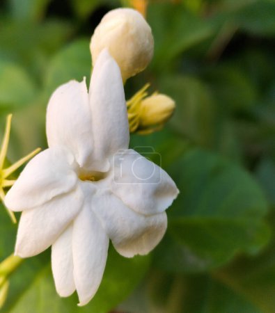 Nahaufnahme von arabischen Jasmin weißen Blumen, arabischen Jasmin schönen Blumen, arabischen Jasmin Blumen, schönen weißen Duft, Indonesien.