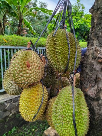 Selective focus of Durians fruit. Ripe yellow exotic tropical raw healthy fruit with spikes ready to eat.