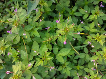 Picture of Maman lanang (Cleome rutidosperma) in Indonesia. Blooming mini purple flower is a weed plant that belongs to the family Cleomaceae.