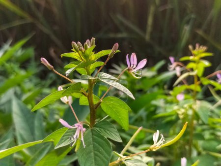 Picture of Maman lanang (Cleome rutidosperma) in Indonesia. Blooming mini purple flower is a weed plant that belongs to the family Cleomaceae.