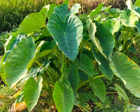 Verdure de plantes géantes de taro ou d'oreilles d'éléphant avec la lumière du soleil en arrière-plan poussent dans une ferme à Kendal, Indonésie. Taro cultures. 