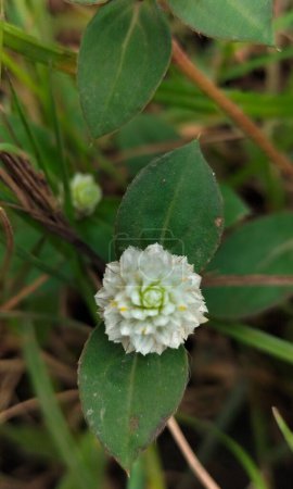 Selektiver Fokus. Gomphrena globasa oder Weiße Kenop-Blume, kann für ihr Öl extrahiert werden, um Husten mit Schleim zu behandeln. 