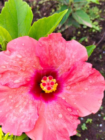 Concentration sélective. Hibiscus rosa-sinensis ou familièrement comme hibiscus chinois, hibiscus hawaïen, guimauve rose ou kembang sepatu ou gumamela et shoeblackplant, est une espèce d'hibiscus tropical.
