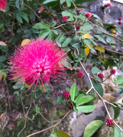 Blick auf rote Blüten einer Pflanze mit grünen Blättern auf einem Baum. Calliandra grandiflora, Puderpuffer, Puderpuffpflanze und Feenstaub mit grünem Blatt im Hintergrund an frühsommerlichen Tagen.