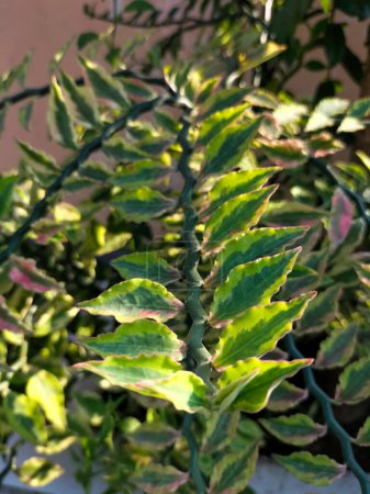 Closeup view of seashell zigzag plant. Pedilanthus tithymaloides tree leaf green plant in garden.