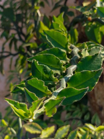 Vue rapprochée de la plante de coquillage zigzag. Pedilanthus tithymaloides arbre feuille de plante verte dans le jardin.