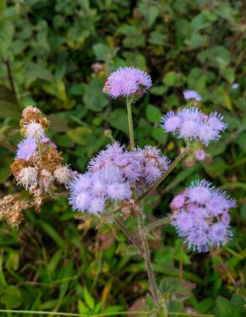Vue rapprochée des fleurs violettes en fleurs dans la cour. L'herbe blanche ou l'herbe de chèvre (Ageratum conyzoides) pousse sur les zones tropicales.