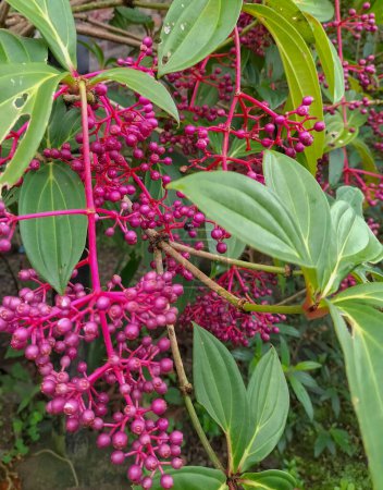Selektiver Fokus. Rote Früchte des Parijoto-Baums (Medinilla speciosa). Parijoto-Pflanzen sind neben Zierpflanzen gesundheitsfördernd.