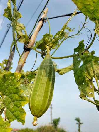 Closeup view of a vegetable sponge gourd hanging from tree in natural environment.