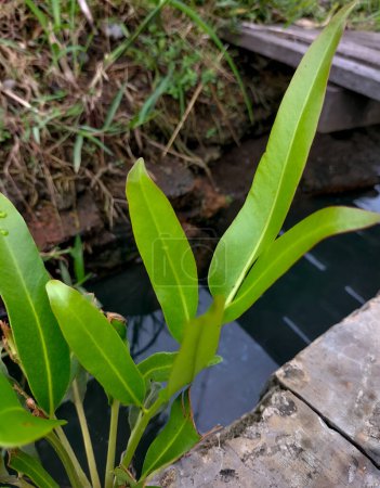 Photo of Cryptocoryne Wendtii. Plants in the ditch. Tropical plants. Selective focus.