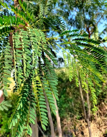 Photo for Close-up. Leucaena leucocephala, petai selong or petai cina is a kind of shrub from the Fabaceae tribe, which is often used in land greening or erosion prevention. - Royalty Free Image
