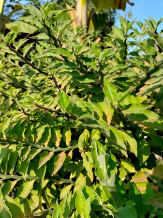 Nahaufnahme der Muschel Zickzack-Pflanze. Pedilanthus tithymaloides Baum Blatt grüne Pflanze im Garten.
