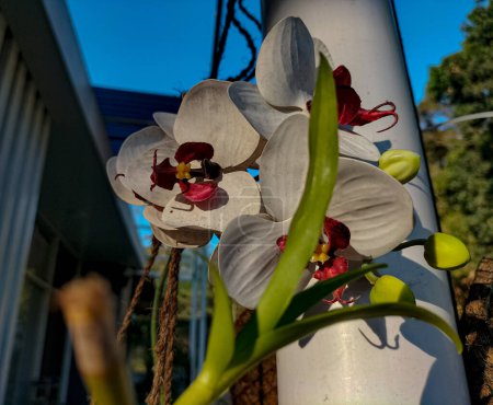 Selective focus. Natural Cymbidium Orchid. White Cymbidium boat orchid flowers with patchy red to white lip petal in garden.