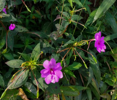 Die schöne Aussicht auf lila Blumen auf grünem Gras. Zierpflanze impatiens walleriana violett im Garten.