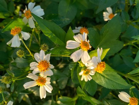 Selective focus. The blooming bidens alba flower or spanish needle flower is suitable for background or wallpaper.