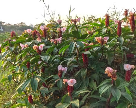Primer plano de planta de jengibre crepé. Planta con flores originaria del sudeste asiático. 