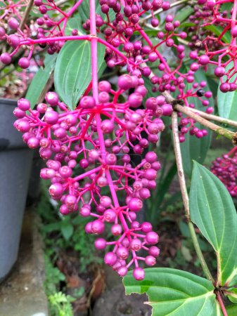 Selektiver Fokus. Rote Früchte des Parijoto-Baums (Medinilla speciosa). Parijoto-Pflanzen sind neben Zierpflanzen gesundheitsfördernd.