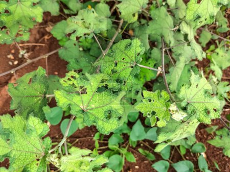 Selektiver Fokus. Pulutanblätter (Urena lobata Linn) sind eine Pflanzensorte, die seit langem als Medizin gegen verschiedene Krankheiten eingesetzt wird. Der Wirkstoff dieser Pflanze enthält eine Komponente des Ethanolextrakts.