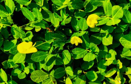 Enfoque selectivo. Arachis pintoi está creciendo y floreciendo amarillo. Geraldo Pinto, Pinto Peanut (Arachis Pintoi cv. Amarillo), Leguminosae-Papilionoideae.