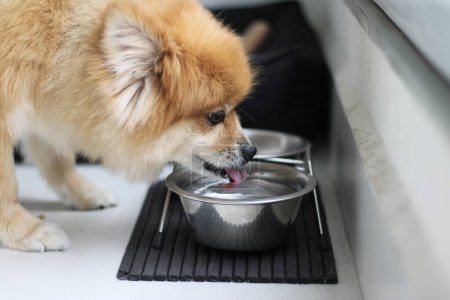 Photo for German Spitz dog drinking water - Royalty Free Image