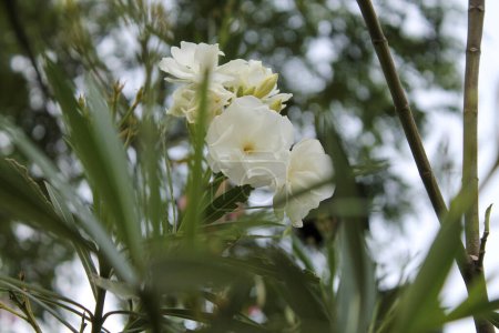 Photo for Beautiful white and green flowers - Royalty Free Image