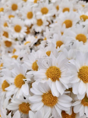 Foto de Hermosas margaritas blancas y amarillas - Imagen libre de derechos